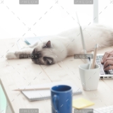 demo-attachment-12-sleepy-cat-on-a-desktop-P4C6THM